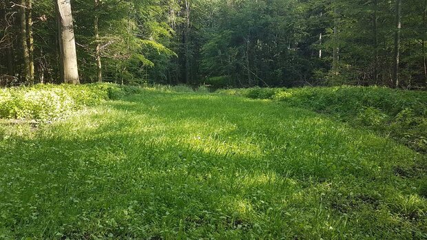 Wildwiesen und Äsungsflächen, wie diese im Revier von André Viganó, werden von vielen Wildtieren gerne als ganzjährige Nahrungsquelle angenommen. Sie helfen den Verbiss junger Bäume zu verringern und sind damit auch für den Waldumbau unerlässlich. Das reichhaltige Angebot an Pollen und Nektar nährt zudem zahlreiche Insektenarten. (Foto: André Viganó) 