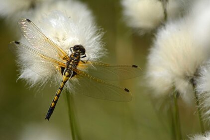 Die Nordische Moosjungfer gehört zu den Zielarten im Projekt "Insekten beleben Moore". (Foto: Lotta Zoch)