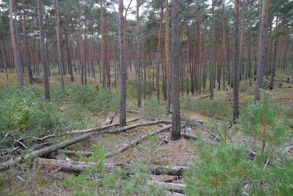 Naturwald Kaarßer Sandberge 11 Jahre nach einem Bodenfeuer, 2020