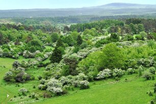 Strukturvielfalt im Wald-Offenland Übergang. (Foto: Bundesforst)