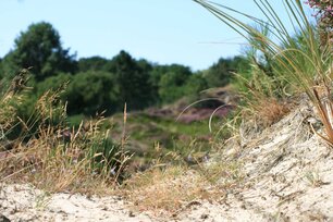 Dünenvegetation in St. Peter-Ording. (Foto: Patras Scheffler)