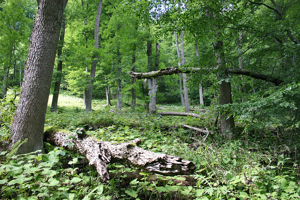 Der Schluchtwald im Eckertal (Autorin: Ingrid Nörenberg)