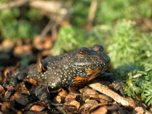 Rotbauchunke (Foto: Hauke Drews/Stiftung Naturschutz SH)