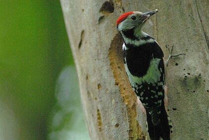 Der Mittelspecht wird beim NNE-Vogelmonitoring im Rahmen des Spechtmoduls erfasst. (Foto: Thomas Stephan)