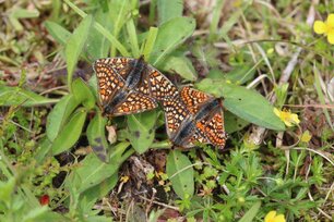 Goldener Scheckenfalter (Foto: Stiftung Naturschutz SH)