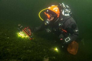 Erfassung Echter Seeball in 16 m Tiefe im Großen Stechlinsee durch Naturschutztaucherin. (Foto: Ralf Saupe)