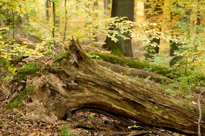 Die Erfassung von liegendem Totholz ist ein wichtiger Parameter beim NNE-Waldmonitoring. (Foto: Thomas Stephan)