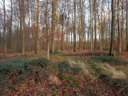 Berning Wald
