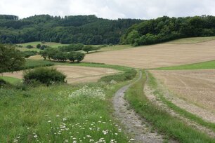 Wegränder sind wichtige Vernetzungsstrukturen in der Landschaft. (Foto: Ute Grothey)