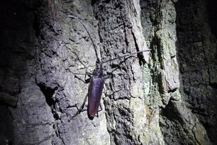 Heldbock (Cerambyx cerdo) an einer alten Eiche. (Foto: C.Schleupner)