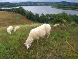 Wichtige Landschaftselemente: Von Schafen beweidete Steppenrasen-Hügel (Kames). (Foto: Susanne Winter)