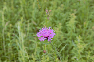 Wiesen-Flockenblume. (Foto: Kristina Wilken)