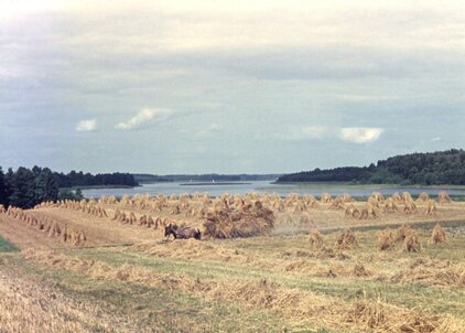 Ostbrandenburg zur Erntezeit, ca. 1958.