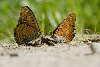 Der Große Eisvogel ist eine der Arten, die beim NNE-Tagfaltermonitoring erfasst werden. (Foto: Thomas Stephan)