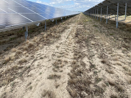 Sandtrockenrasen in einem Solarpark in Finow, Brandenburg.