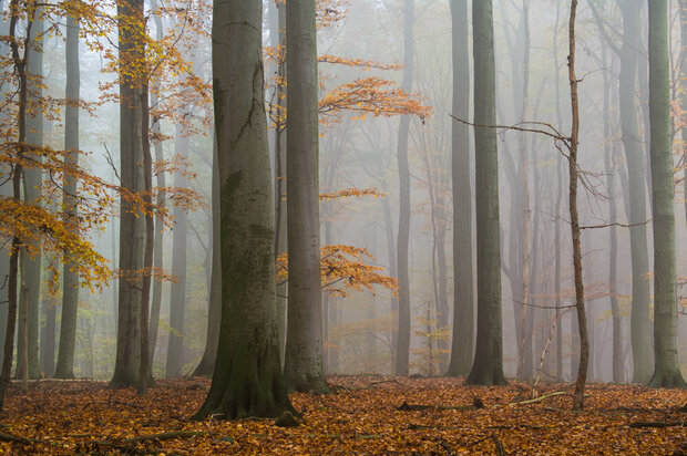Herbstwald mit Nebel (Foto: Tilo Geisel)