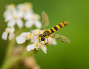 Schwebfliege – Eine von acht untersuchten Zielarten (© Dr. Philip Hunke)