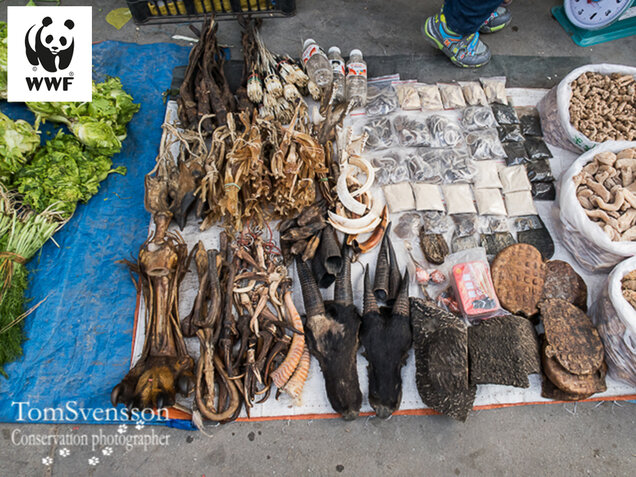 Wildtiermarkt Myanmar (© Tom-Svensson, WWF)