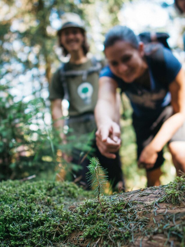 Zwei Menschen blicken auf eine junge, kleine Fichte.(Foto: Sebastian Berbalk)