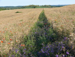  Naturschutzmaßnahme: Drilllücke mit reich augebildeter Segetalflora in großem Roggenschlag. (Foto: Martin Flade)