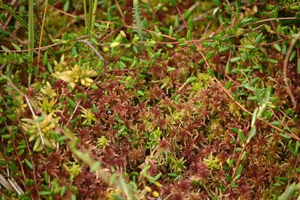 Eine typische Hochmoor-Vegetation soll wiederhergestellt werden. (Foto: Lotta Zoch)