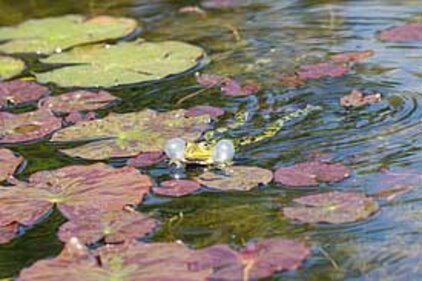 Wasserfrosch (Pelophylax spec.) in einem Gartenteich. (Foto: Dr. rer. nat. Yuanyuan Huangs)