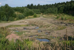 Dynamischer Lebensraum. (Foto: Bruno Scheel)