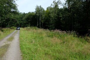 Auch Waldinnenränder lassen sich insektenfreundlich gestalten. (Foto: L. Schmid)