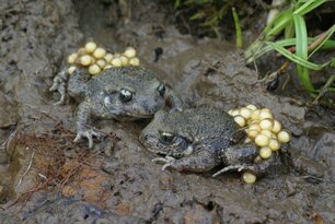 Eiertragende Geburtshelferkröten-Männchen. (Foto: Bruno Scheel)