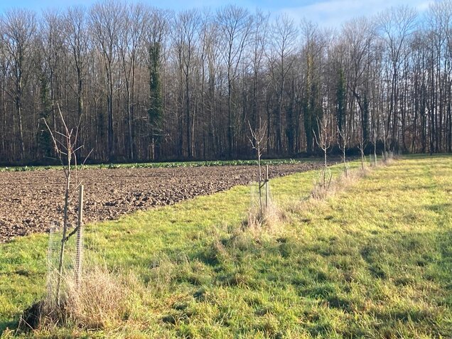 Alley Cropping im Grünland: Wertholzproduktion mit seltenen, heimischen Laubhölzern. (Foto: Patrick Pyttel)