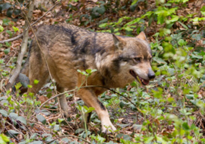 Große Beutegreifer wie der Wolf lösen Interessenskonflikte aus.Große Beutegreifer wie der Wolf lösen Interessenskonflikte aus.(Foto: Nadin Hermann)(Foto: Nadin Hermann)