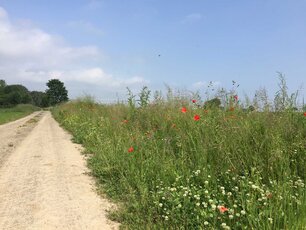 Blühende Wegränder bieten Lebensraum für zahlreiche Pflanzen und Insekten. (Foto: Sinja Zieger)