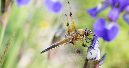 Vierfleck (Libellula quadrimaculata) auf Iris, Gartenteich in Oberfranken. (Foto: Dr. rer. nat. Yuanyuan Huangs)