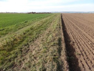 Ausgeräumte Landschaft: ein gemulchter und überpflügter Wegrand. (Foto: Sinja Zieger)